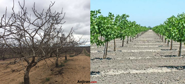 نیاز سرمایی درخت پسته