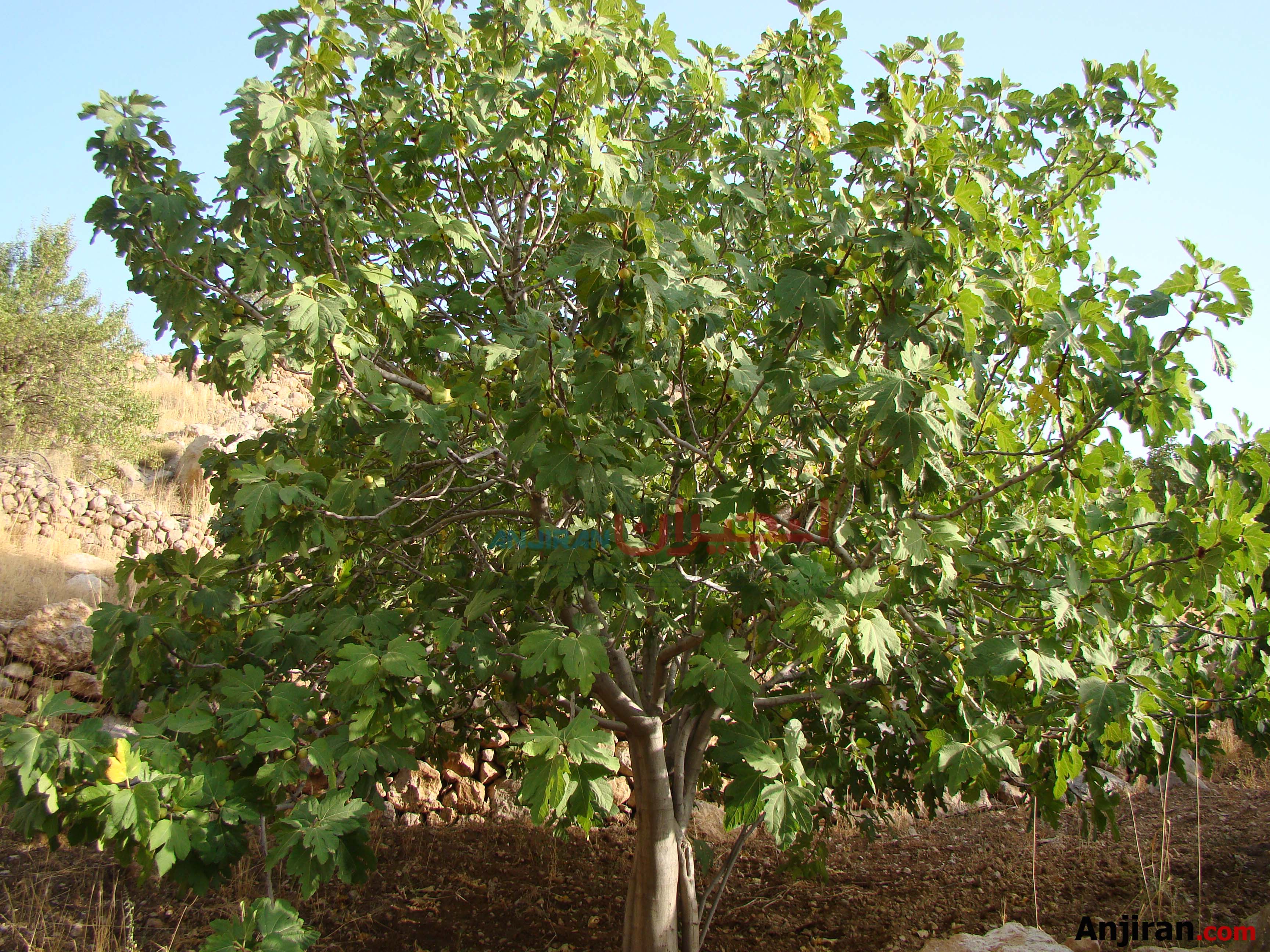 درخت انجیر - Fig Tree