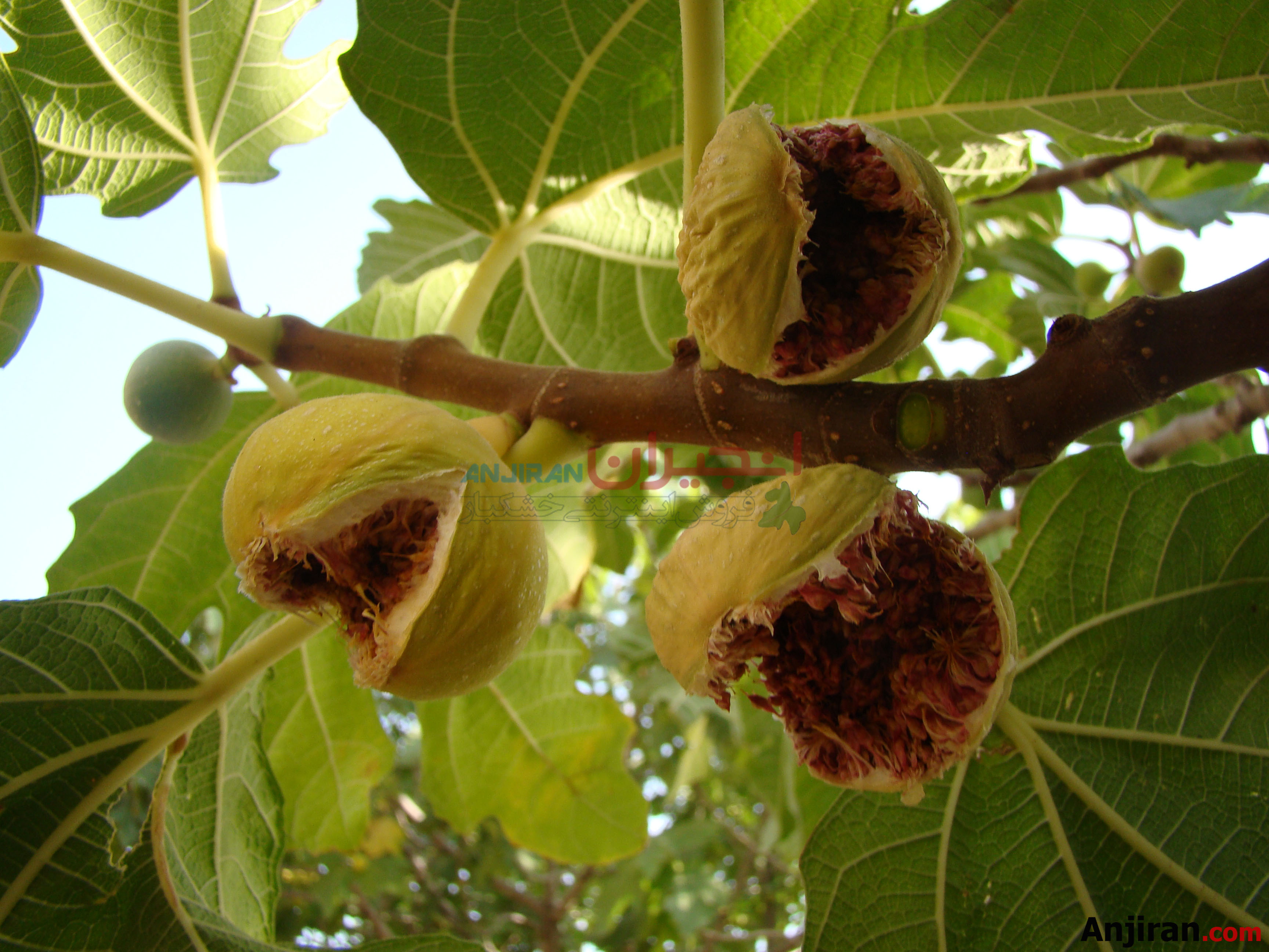 انجیر تازه پرک - Fresh Figs
