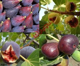 Fig Types; Tree and Fruit Classification