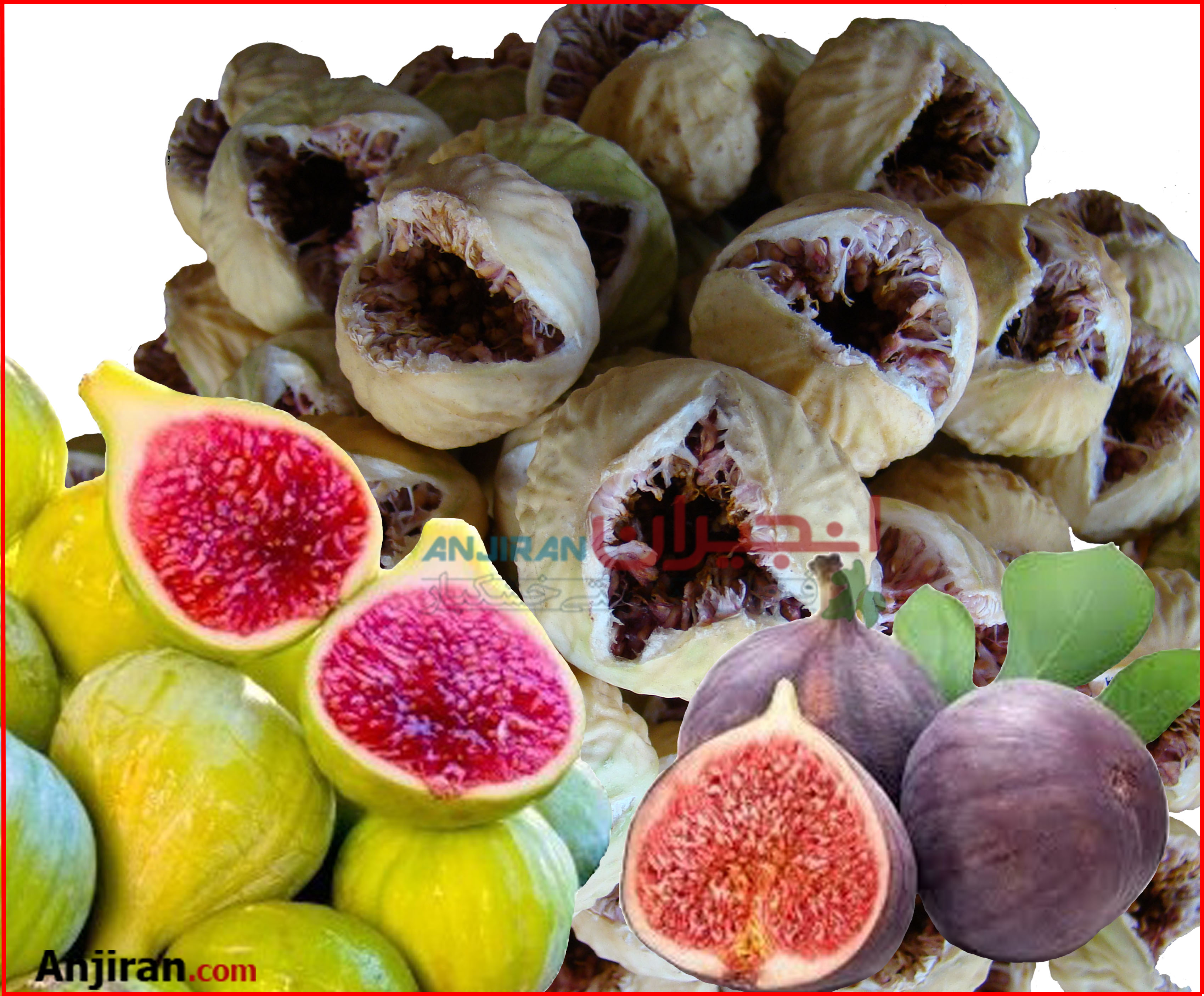 انجیر تازه ؛ انجیر خشک - Fresh Figs & Dry Figs