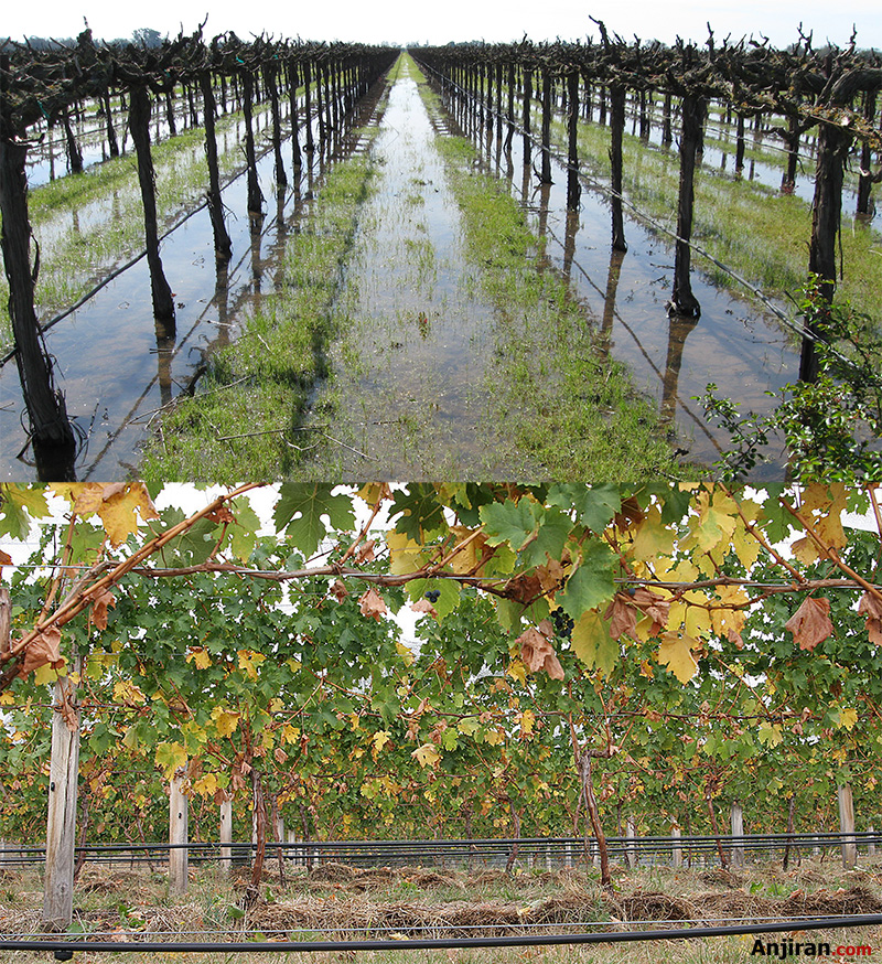 آبیاری انگور