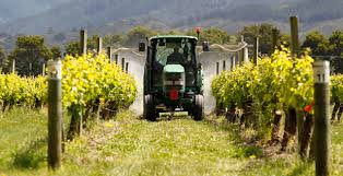 محلول پاشی و تغذیه درخت انگور