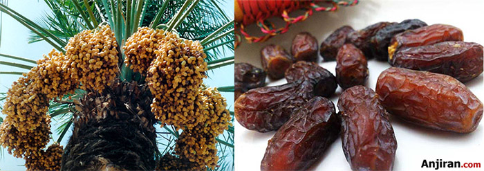 خرمای پیارم