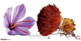 Iranian Saffron Types, Similarities and Differences