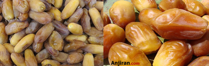 خرمای شاهانی