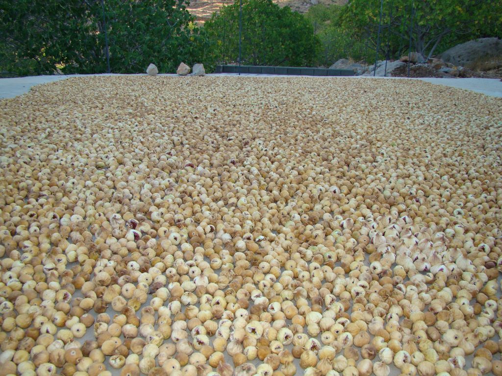 خشک کردن انجیر